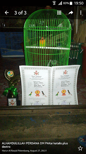 Vitamin untuk Lovebird